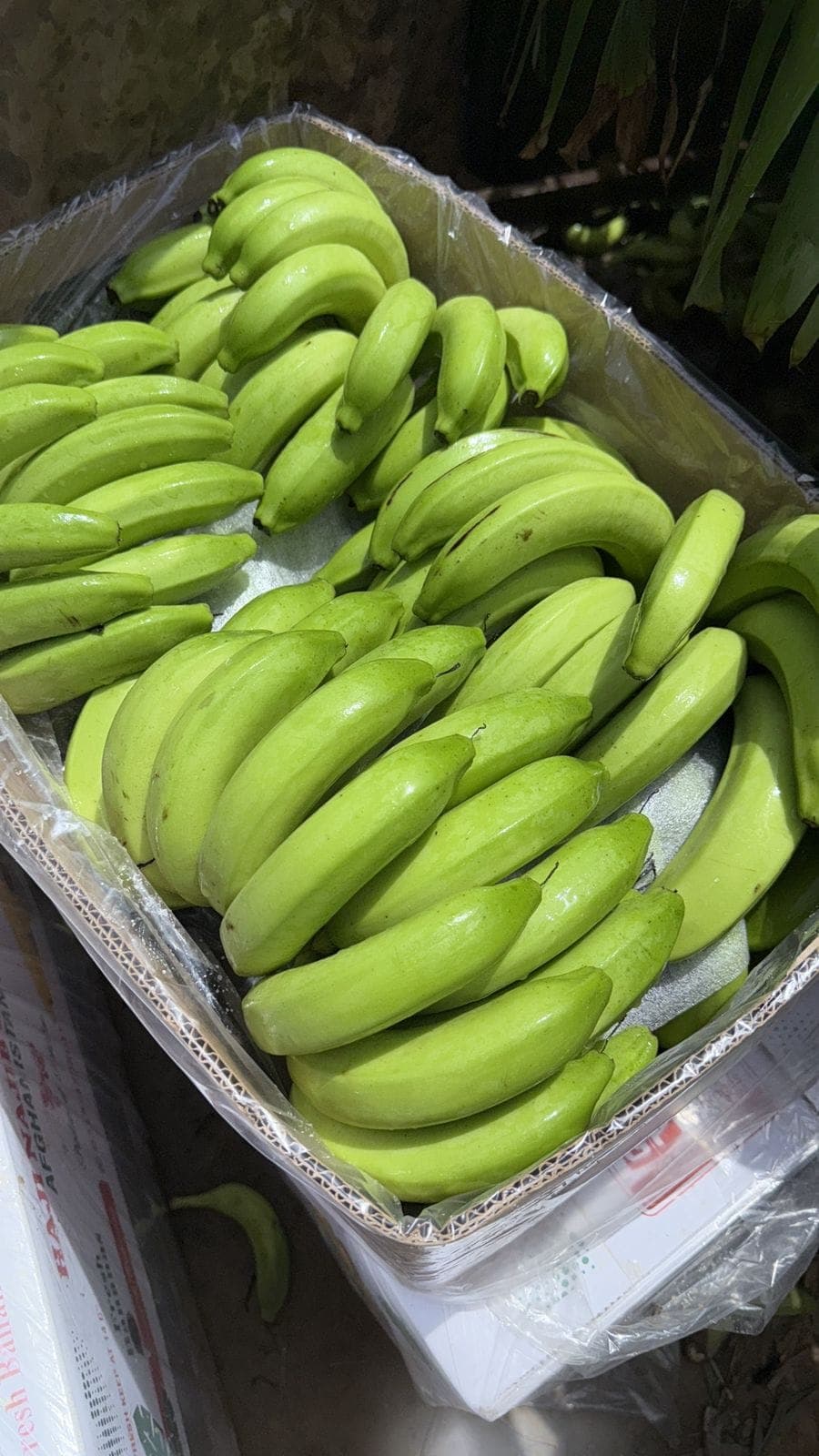 Banana Export Shipment