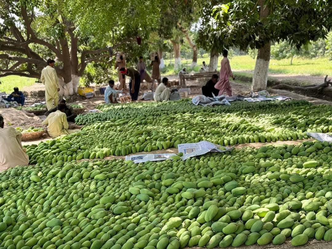 Fresh Pakistani Mangoes Export