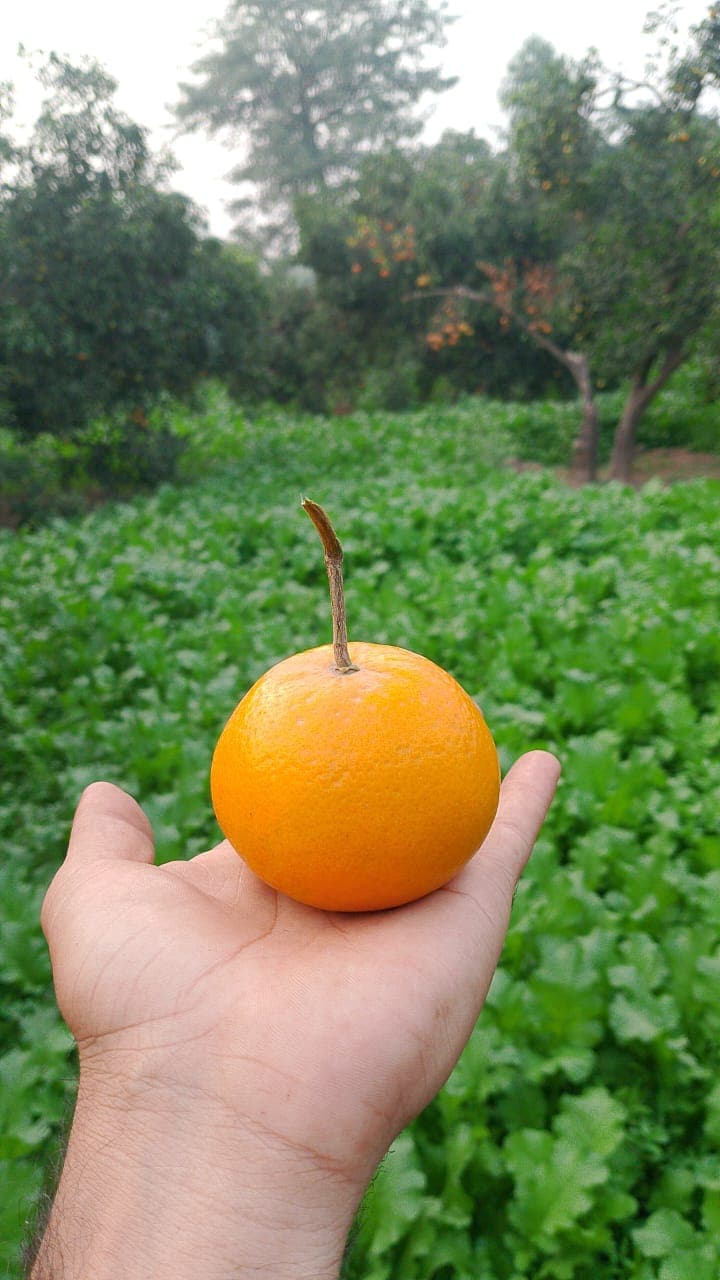 Orange Varieties