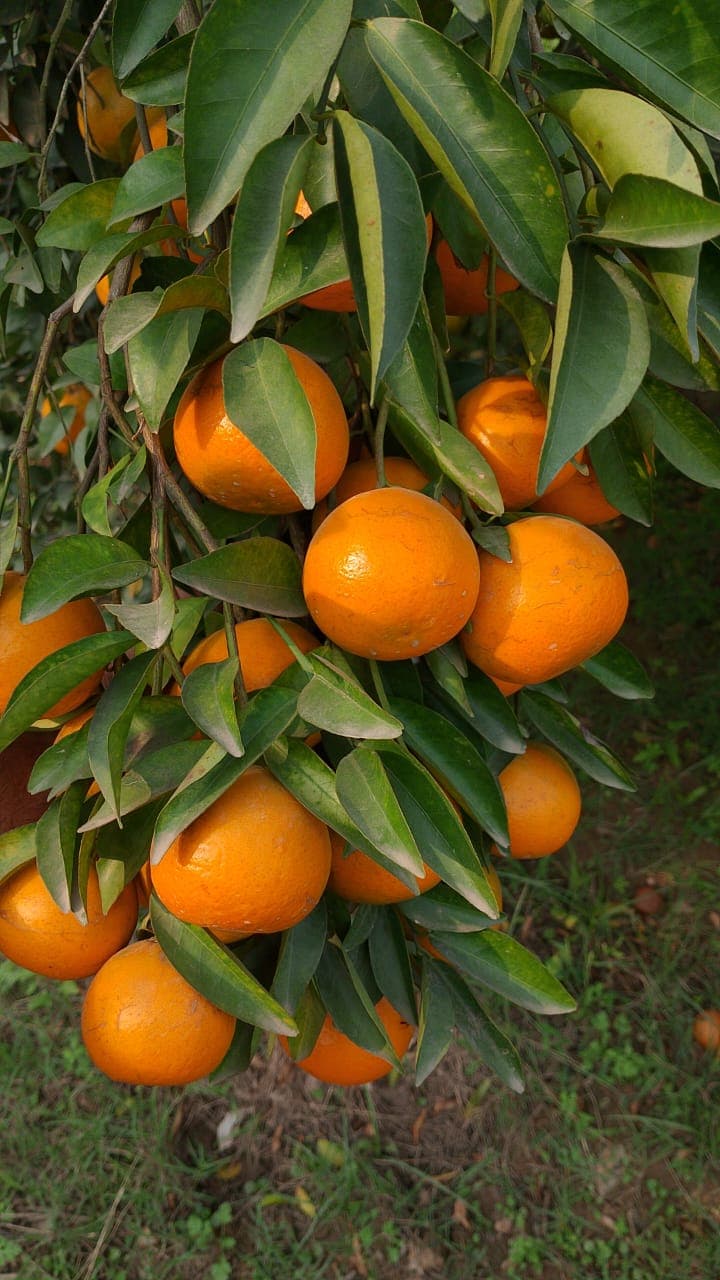 Oranges Varieties