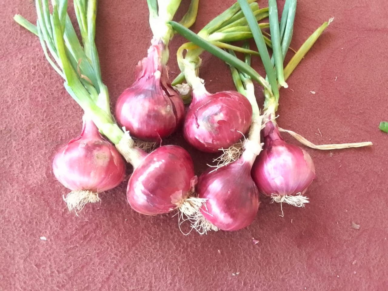 Red Onions