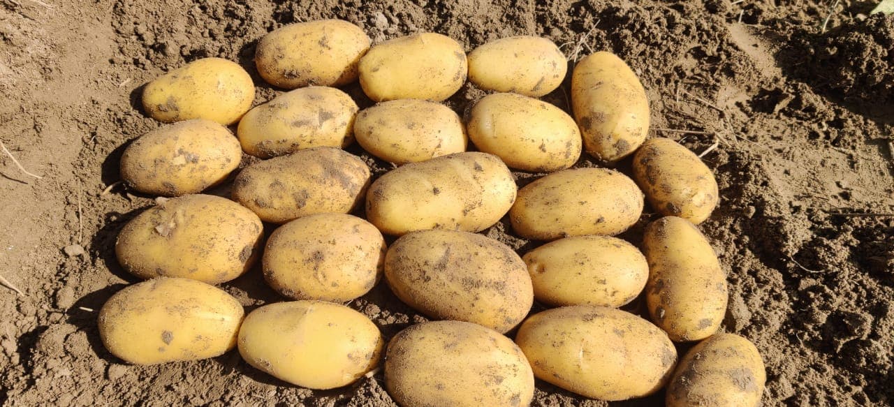 Fresh Potatoes Export